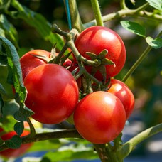 Homegrown tomato 1 kg