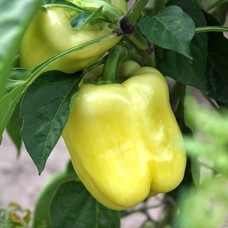 Paprika Babura 1 kg