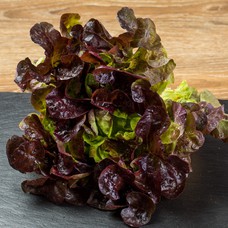 Lollo Rosso Red Leaf Lettuce for 2 persons 300 g