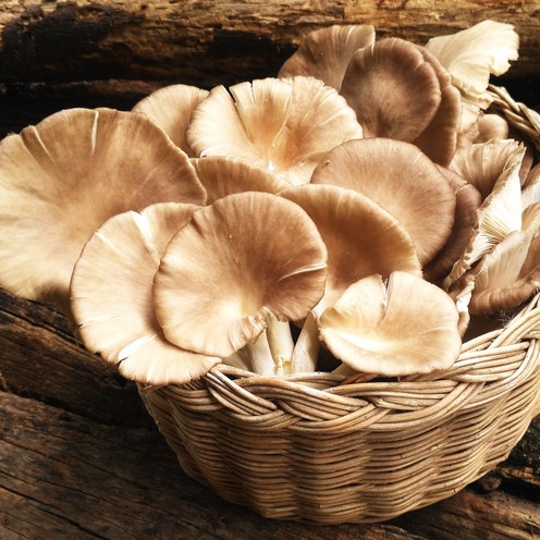 Oyster mushroom 250 g